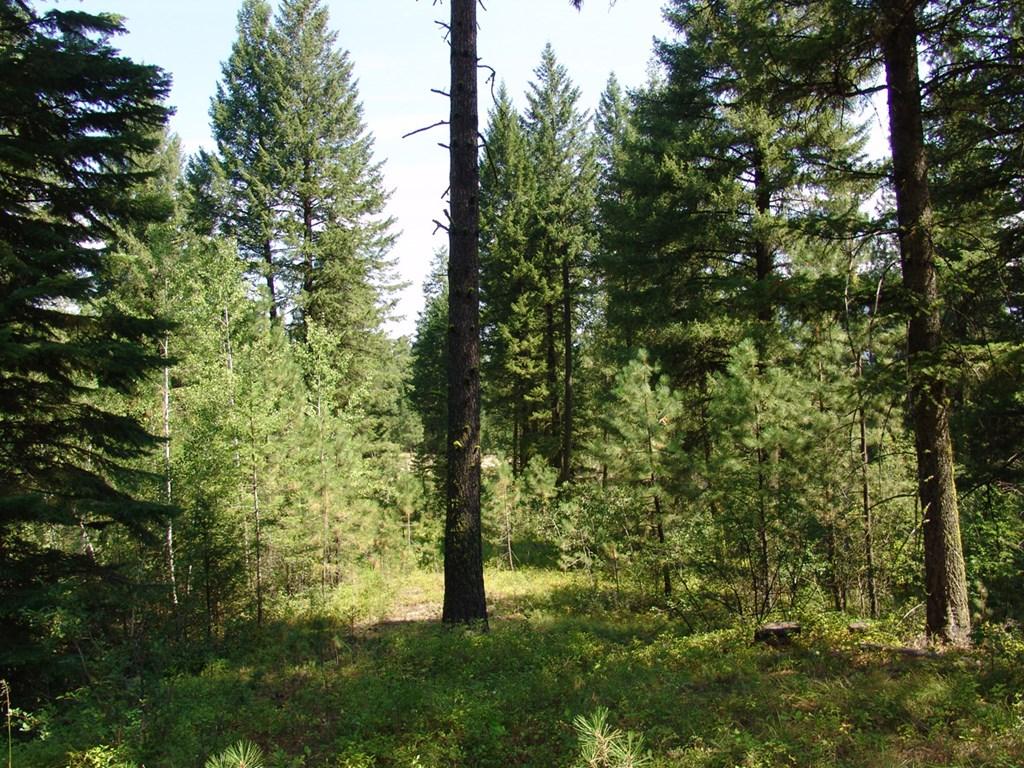 Image 4: Beautiful Natural Foliage & Mature Timber