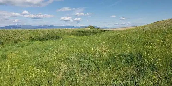 164 Grassy Loop