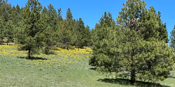 6 Tract, Bull Elk