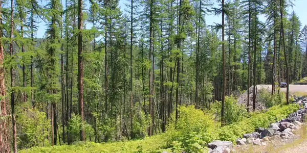 237 Timberjack Trail