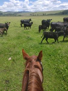 NHN Farm View Lane