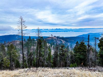 Nhn Blacktail Road