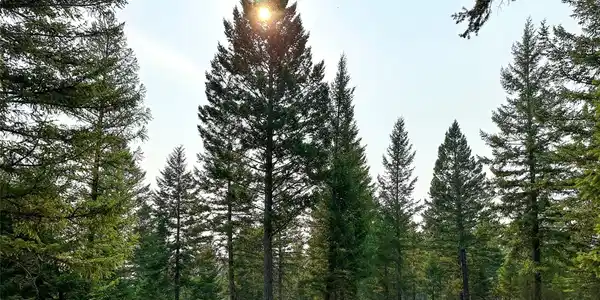 30.25 Acres Fortine Creek Road