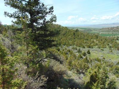 TBD Lone Wolf Trail