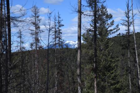 205 Timberjack Trail
