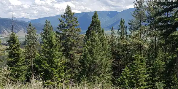 Lot 20 Arlee Pines