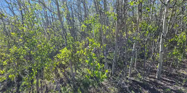 NHN Alpha Lode & Alpha Fraction Lode, Alpha Trail