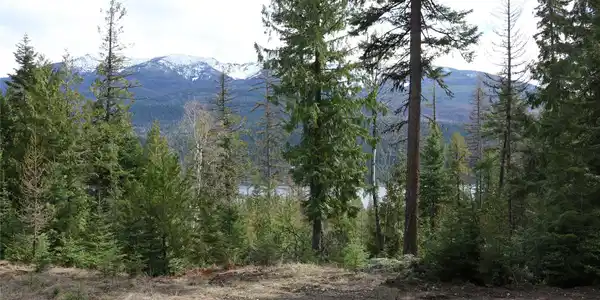 NHN Into The Woods Trail