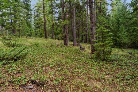 NHN Bear Trap Road