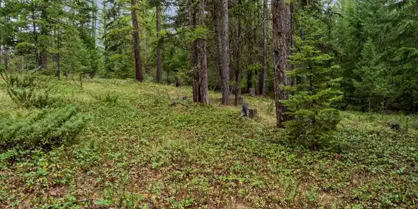 NHN Bear Trap Road