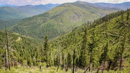 Nhn Swamp Creek Hunting Ranch