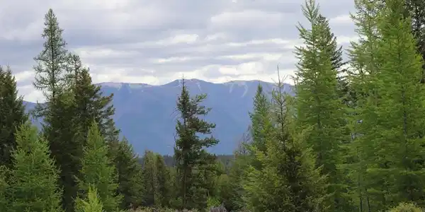 Lot 1A Meadow Springs