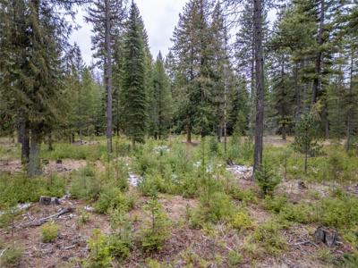 TBD Forest Road
