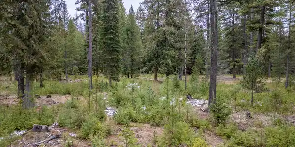 TBD Forest Road