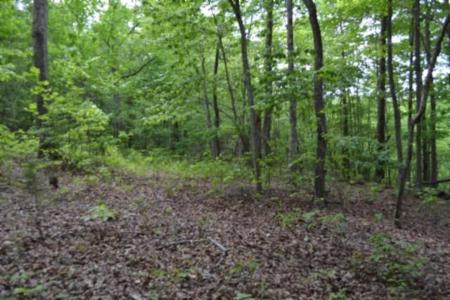 0 Forest Trail Lane