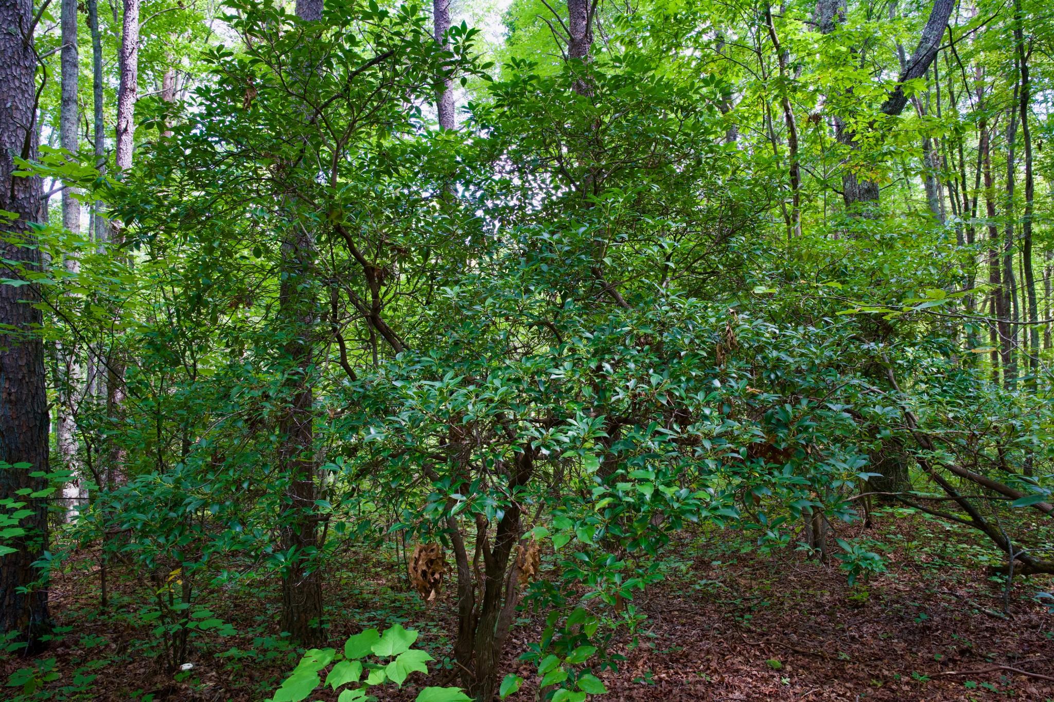 Image 4
