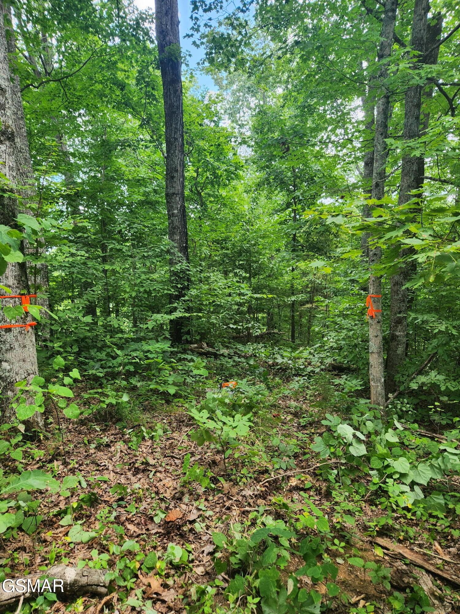 Image 4 Image 4