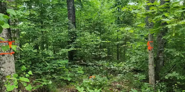 Image 4 Image 4