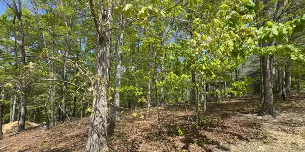 2085 Old Dogwood Tr