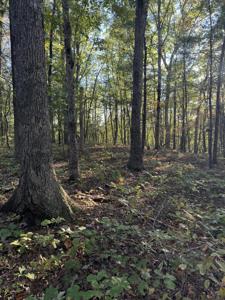 910 Ivy Branch Road