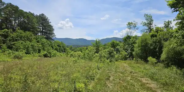 Image 4 Image 4