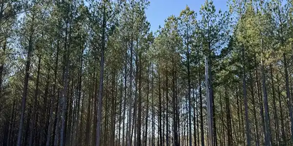 Image 4 Image 4