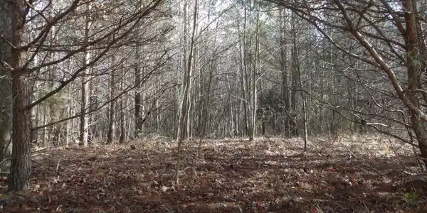 Image 4 Image 4
