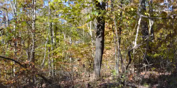 0 Whitson Hollow Rd