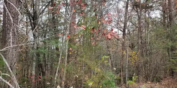 Image 4 Image 4