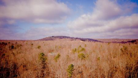 309 Tree House Trail