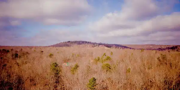 309 Tree House Trail