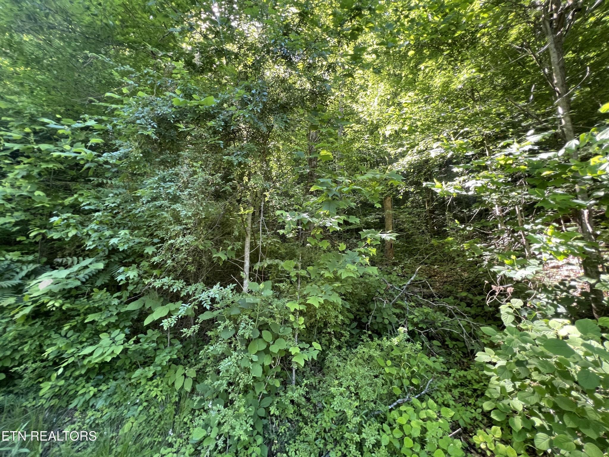 Image 4 Image 4