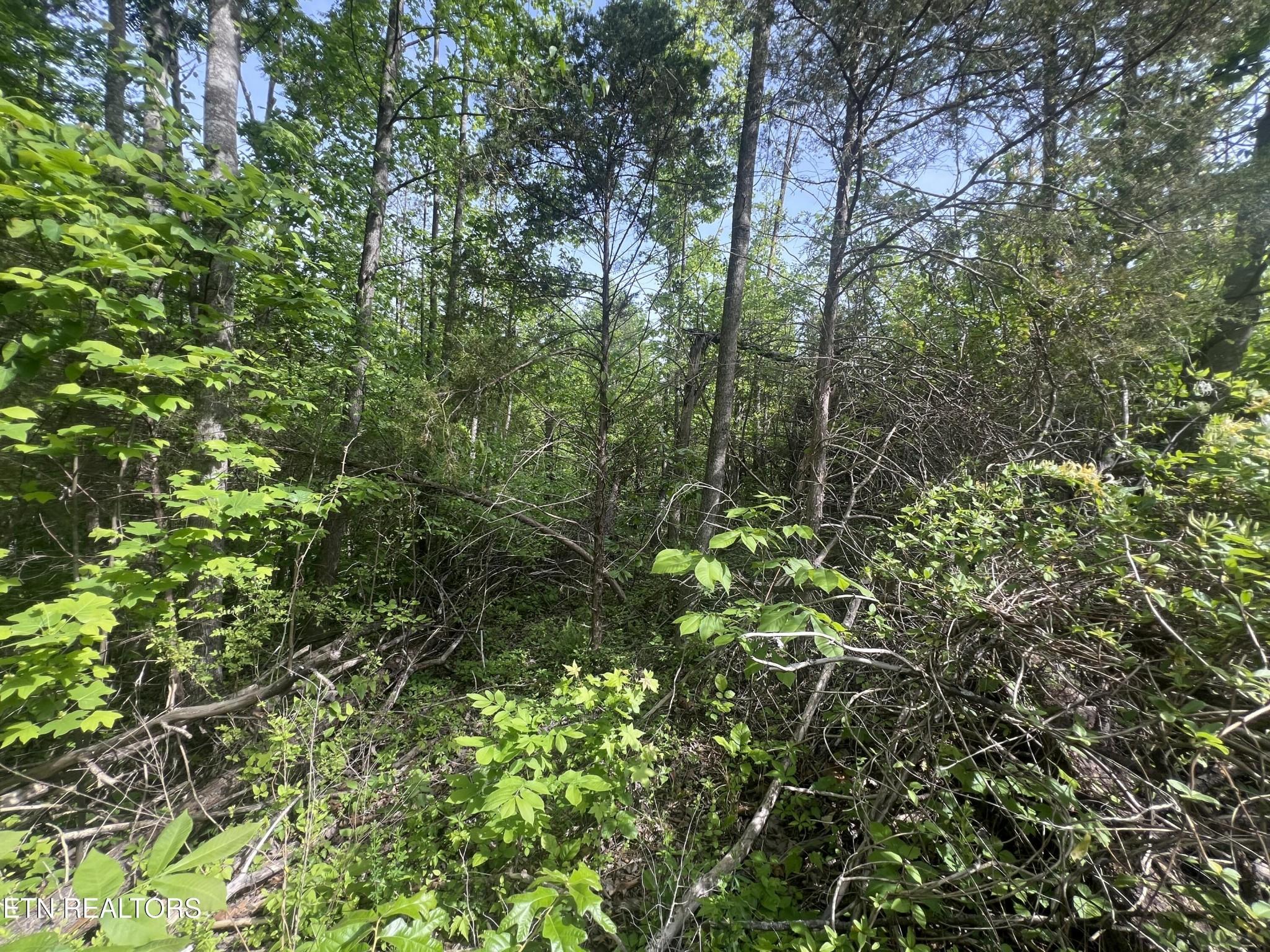 Image 4 Image 4