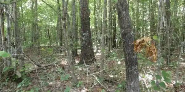Image 3 Image 3