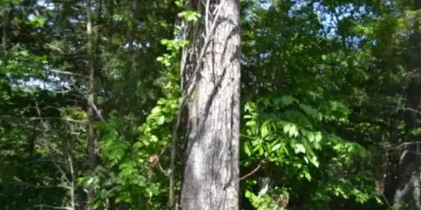Image 2 Image 2