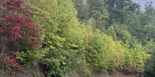 Image 4 Image 4