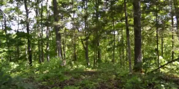 Image 4 Image 4