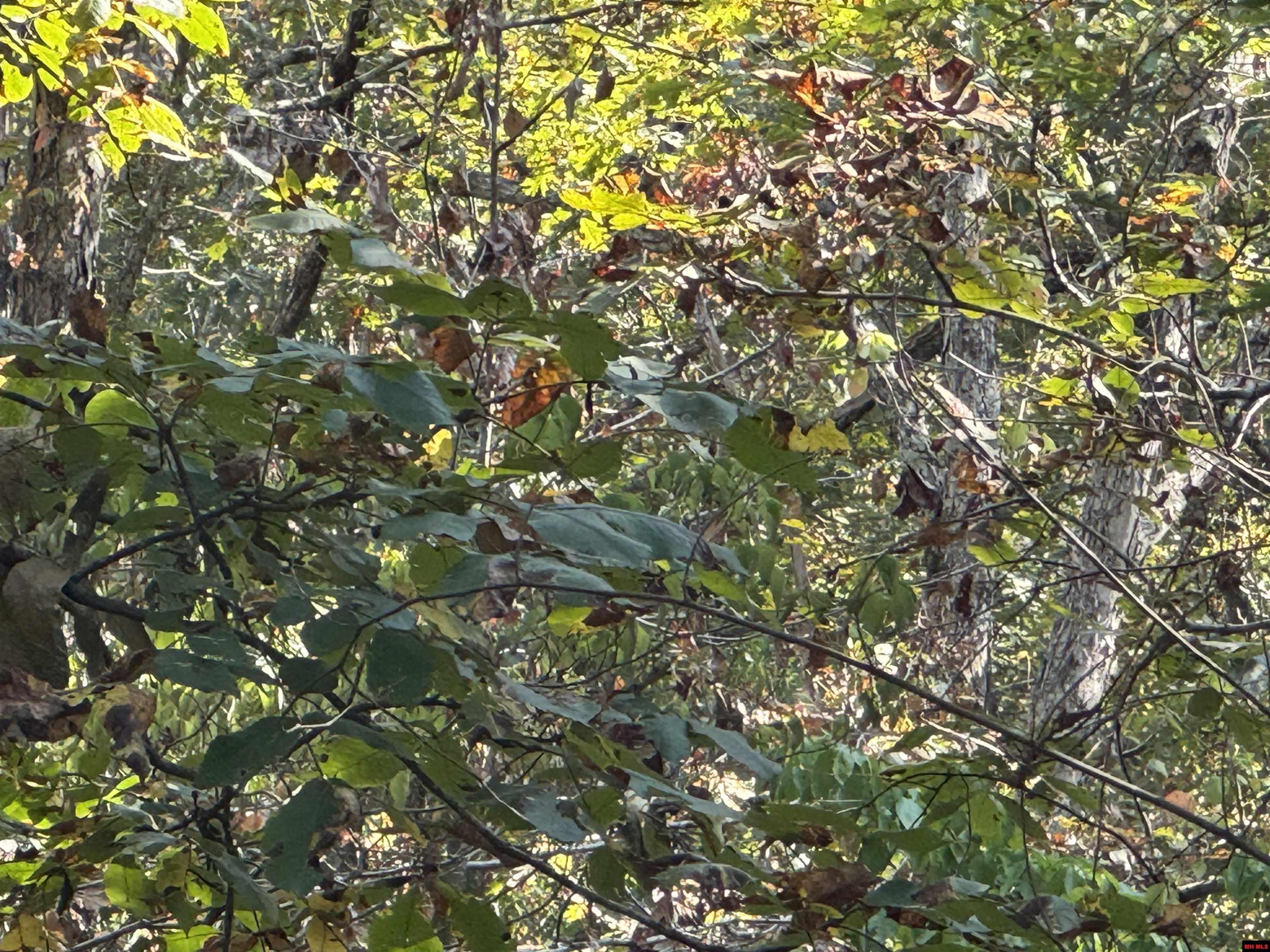 Image 0