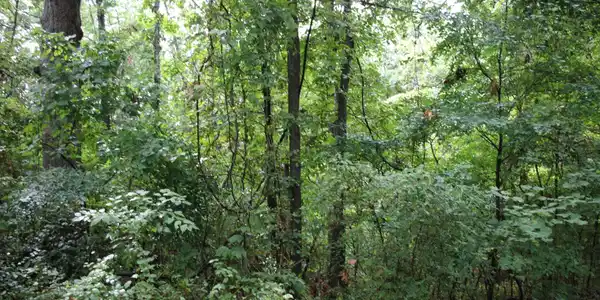 790-00540-008 S MAPLEWOOD LANE