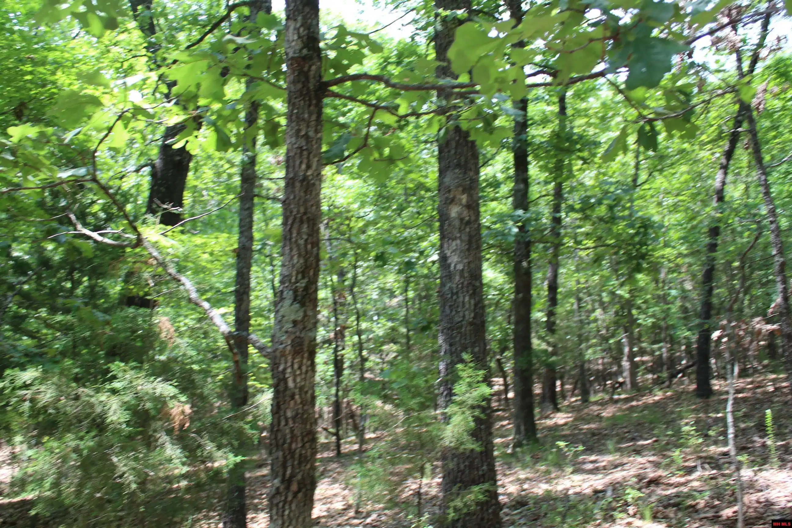 Image 0