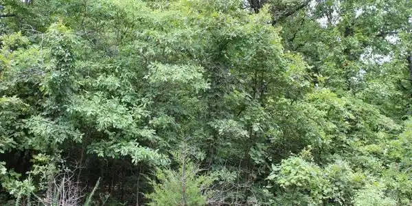 Image 3: beautiful wooded corner lot