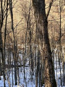 Tract 3 Fill Hollow Road
