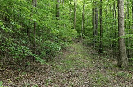 Lot 1 Sycamore Fork