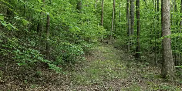 Lot 1 Sycamore Fork