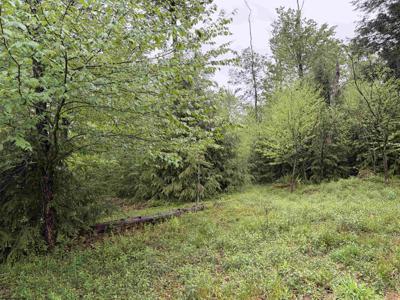 Lot 76 Bassilla