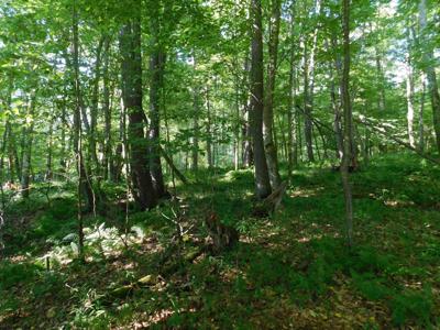 Lot 7 Cherry Wood