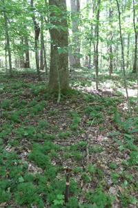 215 Holbrook Hollow