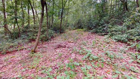 LOT 103 Redwood