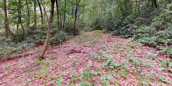 LOT 103 Redwood
