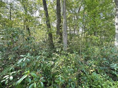 Lot 70 Pine